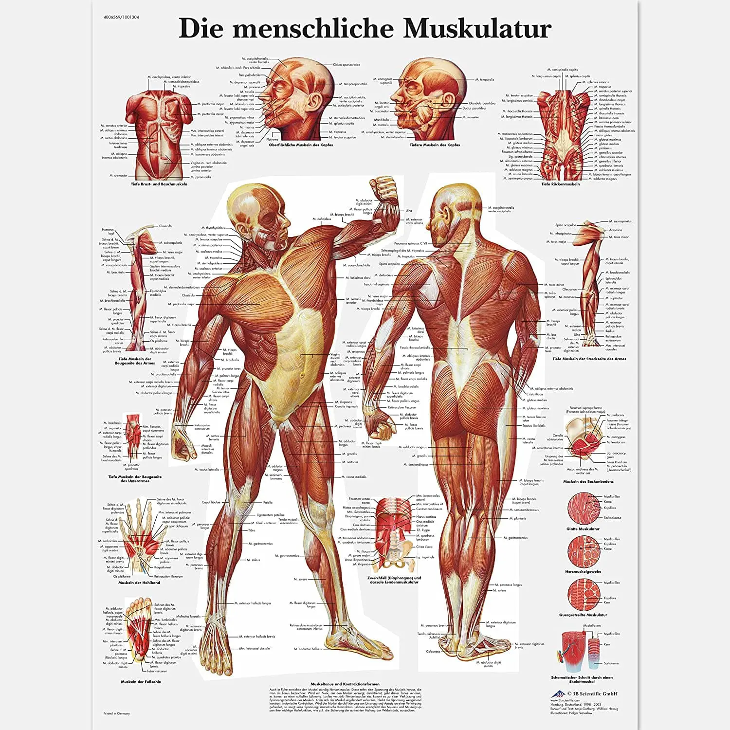 Menschliche Muskulatur